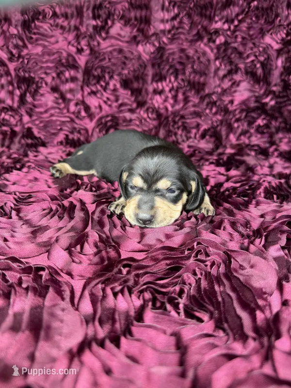 Ellie – Miniature Dachshund puppy for sale in Stoutland, MO