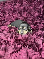 Ellie, a female Miniature Dachshund for sale in Stoutland, MO – 1 of 4