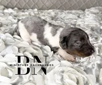 Chomper, a male Miniature Dachshund for sale in Stoutland, MO – 4 of 4