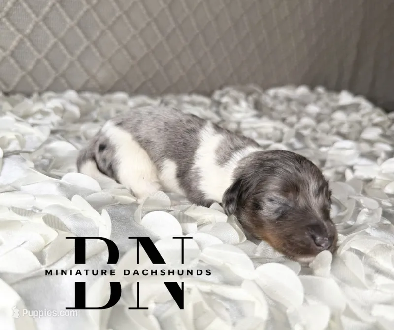 Chomper – Miniature Dachshund puppy for sale in Stoutland, MO