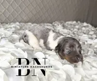 Chomper, a male Miniature Dachshund for sale in Stoutland, MO – 1 of 4