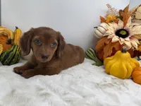 Rhett, a male Miniature Dachshund for sale in Stoutland, MO – 7 of 10