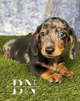 Pez, a male Miniature Dachshund for sale in Stoutland, MO – 6 of 7
