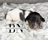 Spike, a male Miniature Dachshund for sale in Stoutland, MO – 2 of 4