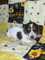 Ducky, a female Miniature Dachshund for sale in Stoutland, MO – 5 of 6