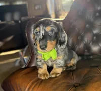 Diesel, a male Miniature Dachshund for sale in Stoutland, MO – 3 of 7