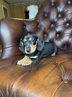 Cashew, a male Miniature Dachshund for sale in Stoutland, MO – 4 of 8