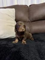 Bear, a male Miniature Dachshund for sale in Stoutland, MO – 4 of 5