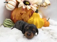 Delilah, a female Miniature Dachshund for sale in Stoutland, MO – 1 of 6