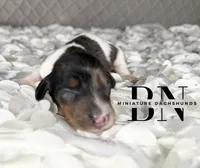 Spike, a male Miniature Dachshund for sale in Stoutland, MO – 4 of 4