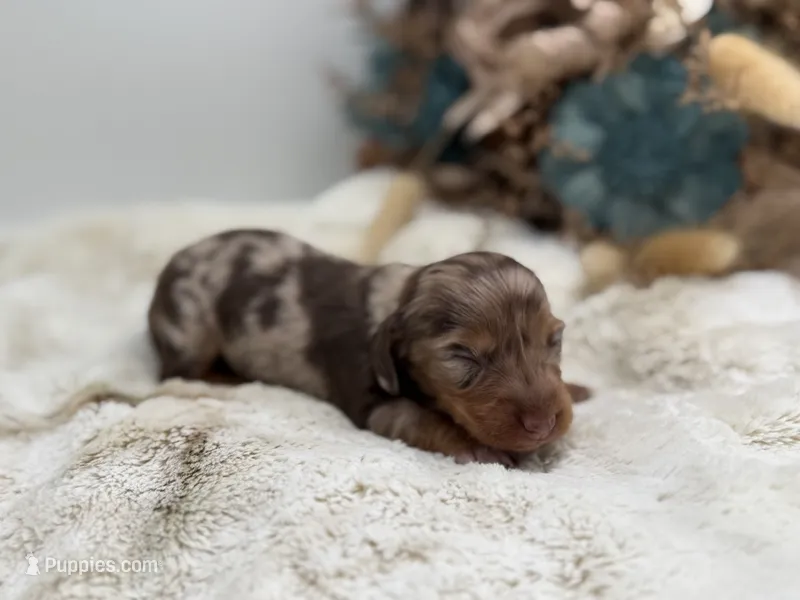 Harry – Dachshund puppy for sale in Stoutland, MO