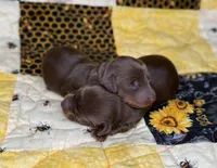 Crash , a male Miniature Dachshund for sale in Stoutland, MO – 1 of 2