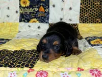Littlefoot, a male Miniature Dachshund for sale in Stoutland, MO – 3 of 7