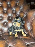 Waylon, a male Miniature Dachshund for sale in Stoutland, MO – 2 of 8