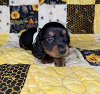 Dolly, a female Miniature Dachshund for sale in Stoutland, MO – 4 of 10