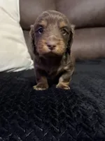 Bear, a male Miniature Dachshund for sale in Stoutland, MO – 2 of 5