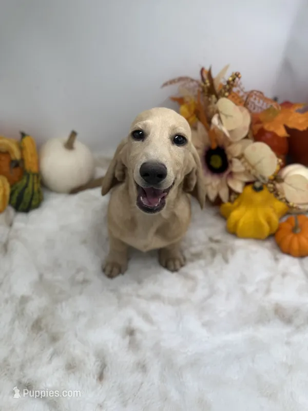 Butters – Miniature Dachshund puppy for sale in Stoutland, MO