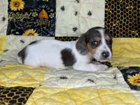 Ducky, a female Miniature Dachshund for sale in Stoutland, MO – 6 of 6