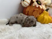 Paisley , a female Miniature Dachshund for sale in Stoutland, MO – 9 of 9