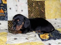 Lexus, a female Miniature Dachshund for sale in Stoutland, MO – 2 of 4
