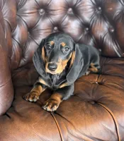 Lexus, a female Miniature Dachshund for sale in Stoutland, MO – 2 of 5