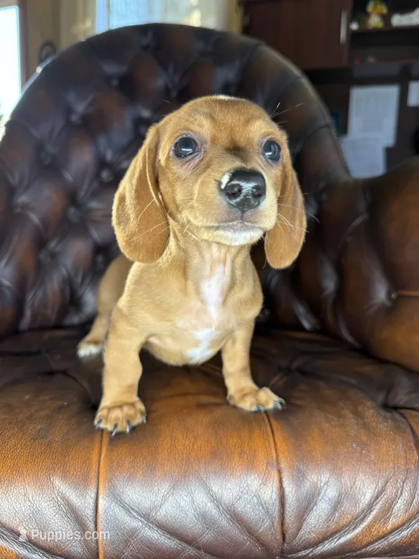Copper – Miniature Dachshund puppy for sale in Stoutland, MO