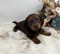 Ranger, a male Dachshund for sale in Stoutland, MO – 2 of 6
