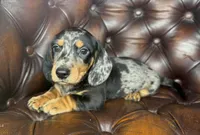 Vin, a male Miniature Dachshund for sale in Stoutland, MO – 7 of 7