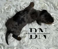 Diesel, a male Miniature Dachshund for sale in Stoutland, MO – 2 of 3