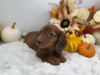 Rhett, a male Miniature Dachshund for sale in Stoutland, MO – 5 of 10
