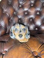 Merle, a male Miniature Dachshund for sale in Stoutland, MO – 3 of 8