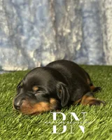 Carina, a female Miniature Dachshund for sale in Stoutland, MO – 4 of 6