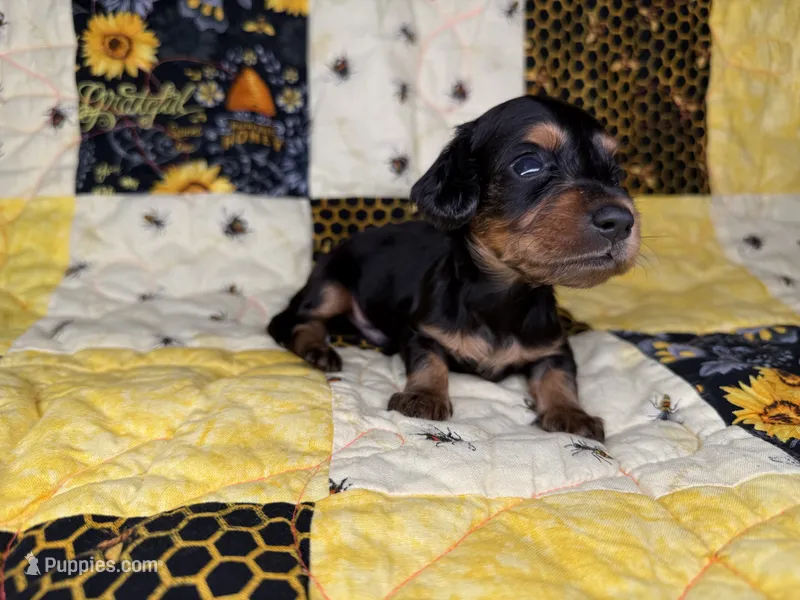 Waylon – Miniature Dachshund puppy for sale in Stoutland, MO