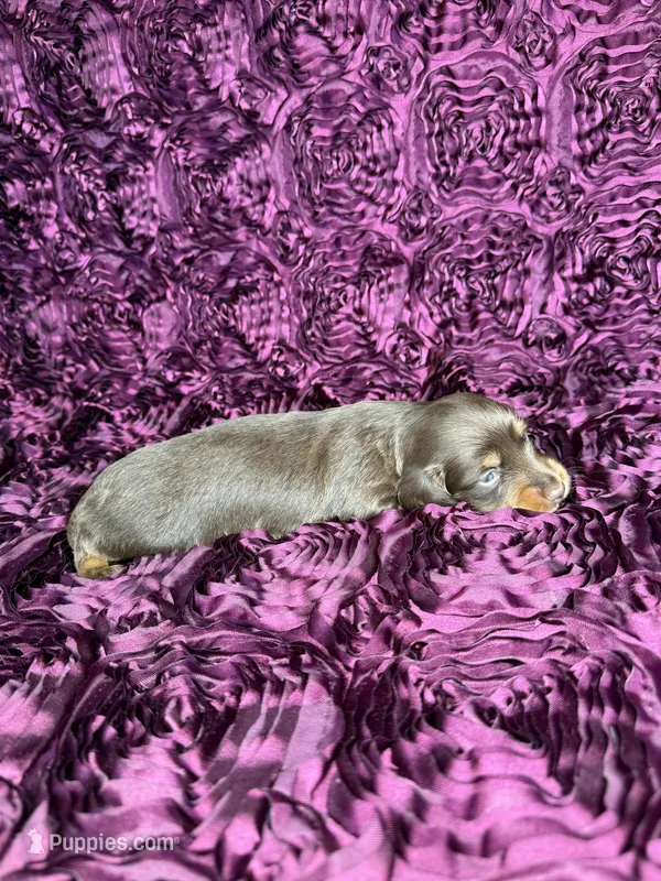 Eddie – Miniature Dachshund puppy for sale in Stoutland, MO