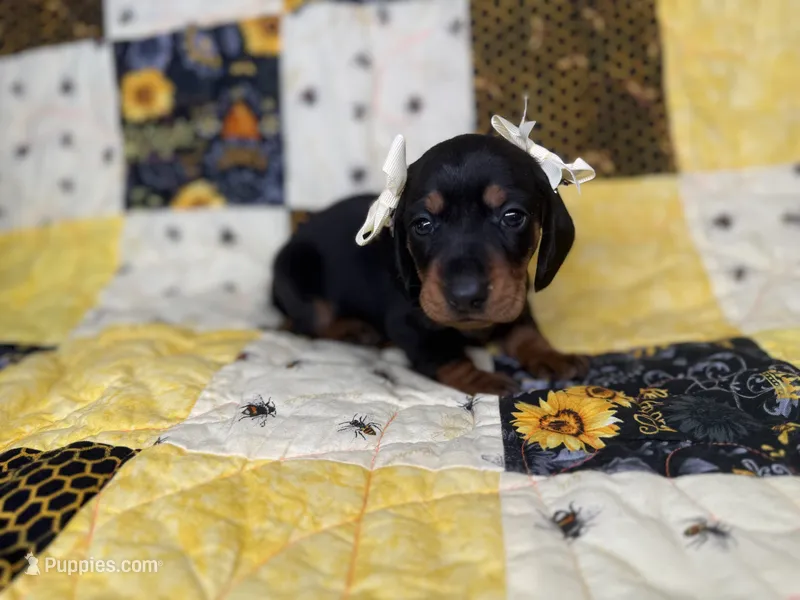 Lexus – Miniature Dachshund puppy for sale in Stoutland, MO