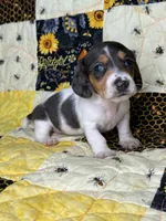 Cera, a female Miniature Dachshund for sale in Stoutland, MO – 4 of 8