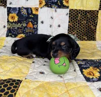 Dolly, a female Miniature Dachshund for sale in Stoutland, MO – 8 of 10