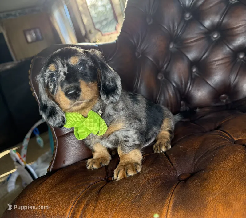 Diesel – Miniature Dachshund puppy for sale in Stoutland, MO