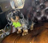Diesel, a male Miniature Dachshund for sale in Stoutland, MO – 1 of 7