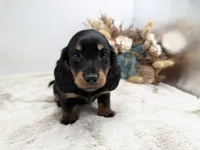 Opal, a female Dachshund for sale in Stoutland, MO – 5 of 7