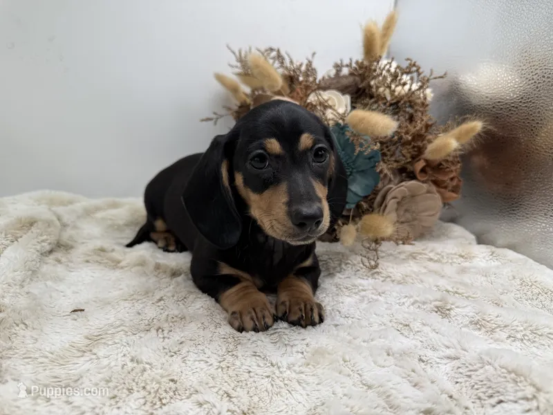 Cashew – Miniature Dachshund puppy for sale in Stoutland, MO