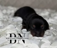 Dolly, a female Miniature Dachshund for sale in Stoutland, MO – 2 of 6