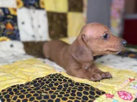 Copper, a male Miniature Dachshund for sale in Stoutland, MO – 5 of 9