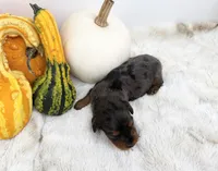 Delilah, a female Miniature Dachshund for sale in Stoutland, MO – 6 of 6