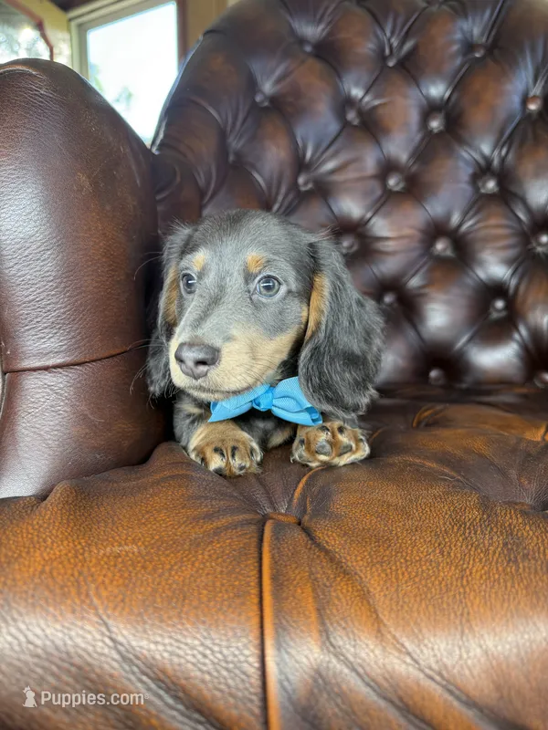 Echo – Miniature Dachshund puppy for sale in Stoutland, MO