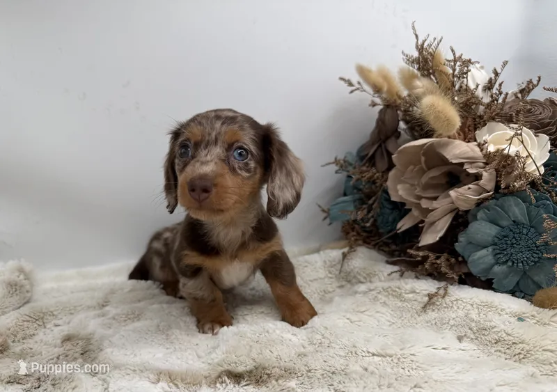 Harry – Dachshund puppy for sale in Stoutland, MO