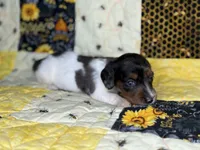 Spike, a male Miniature Dachshund for sale in Stoutland, MO – 2 of 6