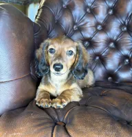 Ivy, a female Dachshund for sale in Stoutland, MO – 1 of 10