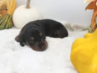 Lydia, a female Miniature Dachshund for sale in Stoutland, MO – 1 of 5