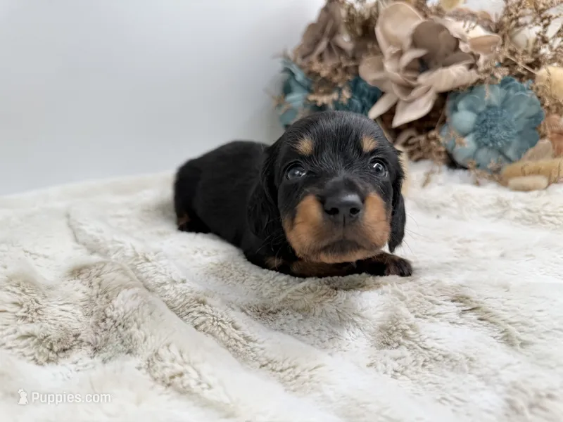 Opal – Dachshund puppy for sale in Stoutland, MO